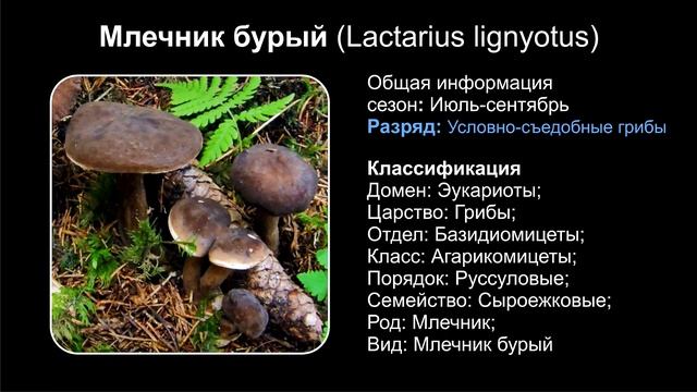 ВСЕ ВИДЫ ГРИБОВ МЛЕЧНИКОВ ЧАСТЬ ПЕРВАЯ