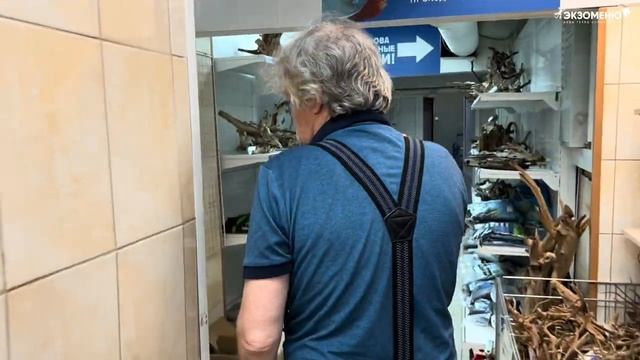Аквариумные новости с Владимиром Ковалевым (31.08.2023). Кормим петушков, показываем наш микроскоп.