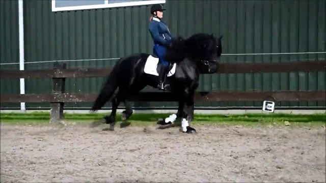 Продается молодой фризский жеребец, 4 года смотреть онлайн