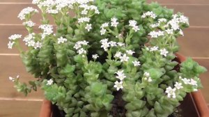 Цветет крассула Том Тумб ( Мальчик  с Пальчик)