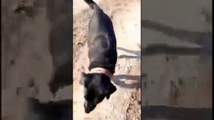 Макаревич А. автор. Вагонные споры.