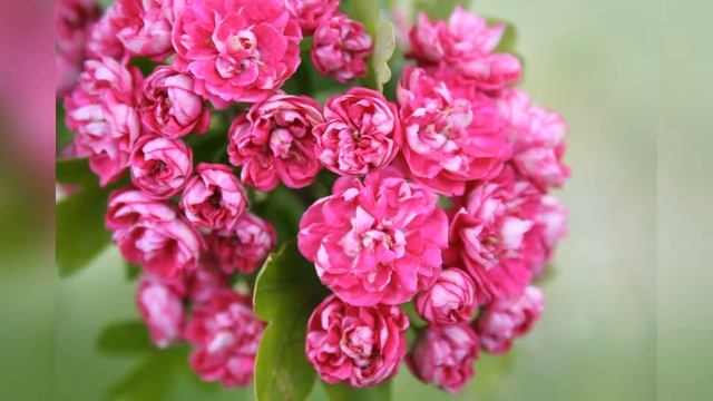 Как превратить участок в сад с обложки – 5 крутых фишек смотреть онлайн