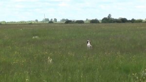 Бретонский эпаньоль.