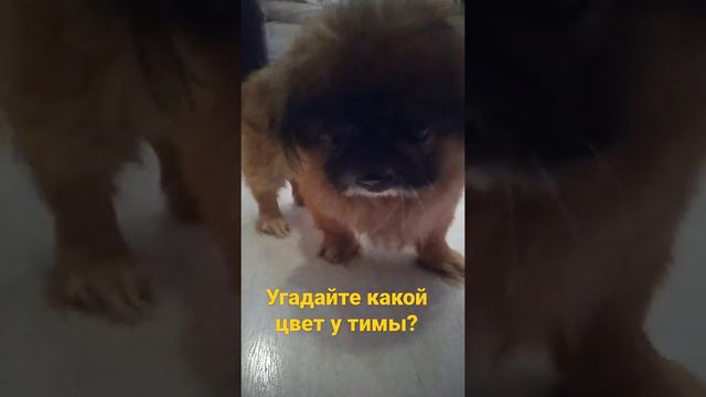 какой цвет????? смотреть онлайн
