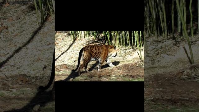 Sumatran Tiger Finds a Place in the Sun #shorts #tiger #animals #zooanimals #bigcats