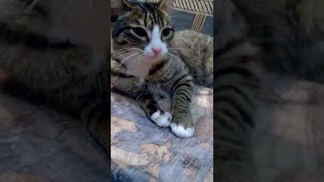 кошка сосет лапу смотреть онлайн