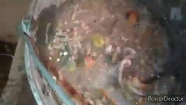 от меня сбежали козы! почему не несутся куры!
