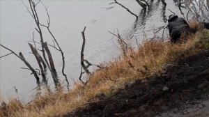 Ловля карпа в октябре на пруду поплавочную удочку в холодной воде