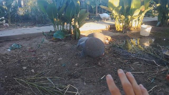 Определение пола у цесарок (в моем птичьем дворе). Мое личное наблюдение . смотреть онлайн