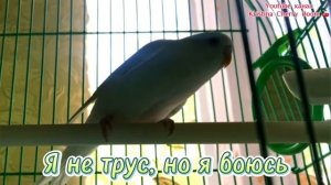 Как определить пол волнистого попугая-альбиноса? Особенности попугаев альбиносов