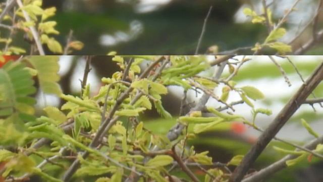 Best camera - Nikon coolpix p900 - Sample photos & zoom Test смотреть онлайн