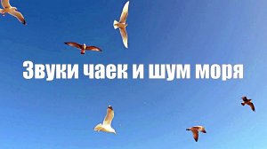 Звуки чаек и шум моря