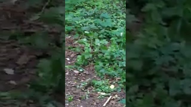 Катя кормит белочку в измайловском парке смотреть онлайн