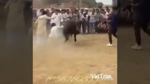 Лошади танцуют