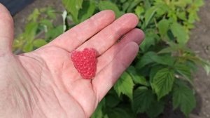 Ремонтантная малина Амира - пробуем в Сибири! Омск,20.08.2022г.