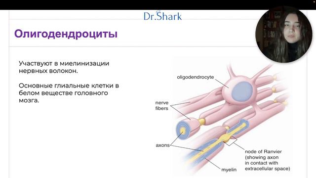 Нервная ткань: нейрон, глия, синапсы #Гистология с Dr. Shark