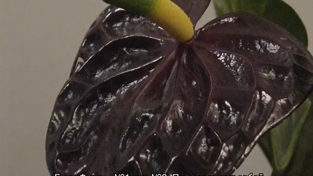 Антуриум Черный — описание и сорта смотреть онлайн