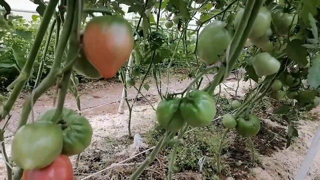 Томат Моравич (Moravich) смотреть онлайн