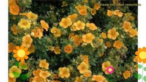 Лапчатка кустарниковая Манго Танго. Краткий обзор, описание характеристик, где купить саженцы