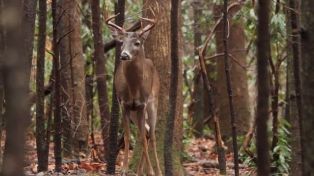 Самый красивый видео обзор робот пылесос Panda X500 Pet Series смотреть онлайн