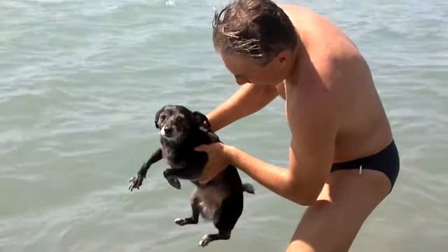 Летающая собака-пловец.mp4 смотреть онлайн