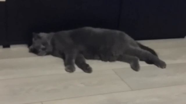 Крепкий сон кота смотреть онлайн