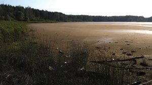 Мазуринское озеро в Балашихе уничтожают