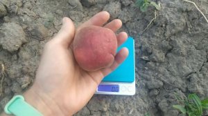 Персик Руби рич