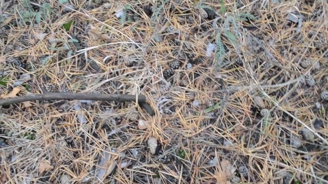 Лес Осень Шишки на земле смотреть онлайн