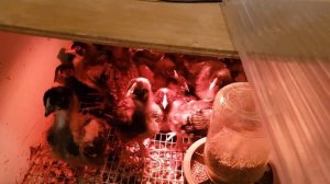 Вес цыплят Маран черно-медный и Грей маран в две недели.