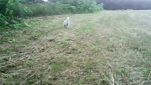 Ардай - первый урок (лось) смотреть онлайн