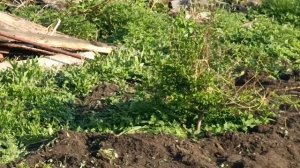 ЖИЗНЬ И ТРУД НА СИБИРСКОМ ТАЁЖНОМ ХУТОРЕ VID_20230609_184008.mp4