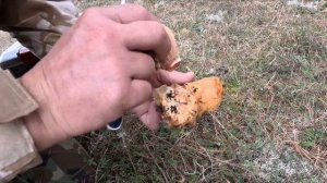 Сколько стоят грибы в Крыму? Собираем ЗОНТИКИ и синеножки на Караби