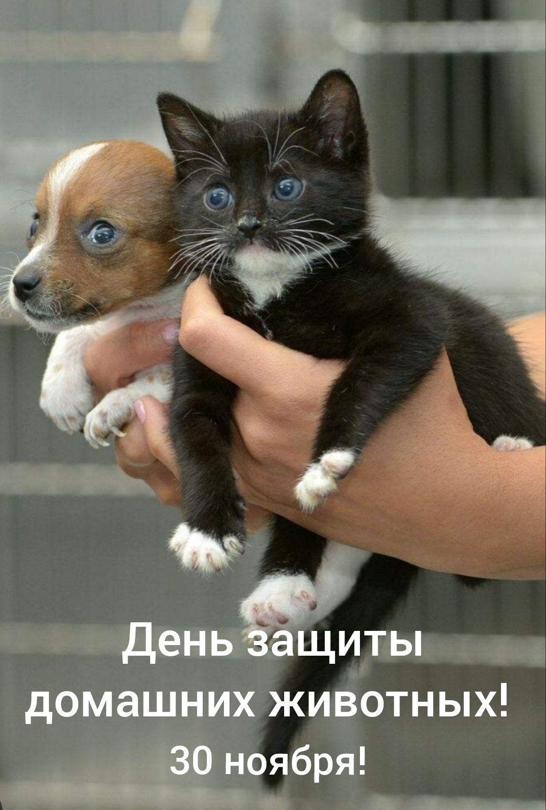 Можно кошечки собачки. Собачки и кошечки. Кошечка. Щенок и котенок. Милые котята и щенки.