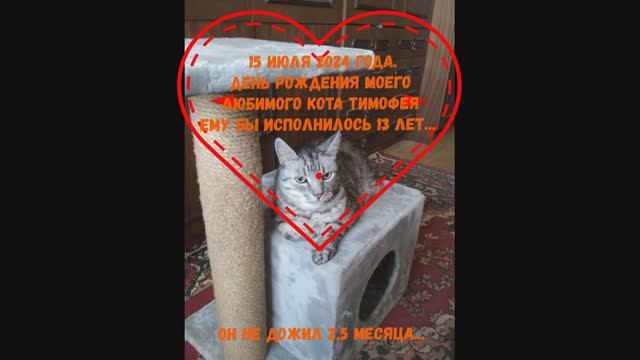Дмитрий TV. 15 Июля 2024 года. День Рождения Моего Любимого Кота Тимофея. Он не Дожил 2,5 Месяца...