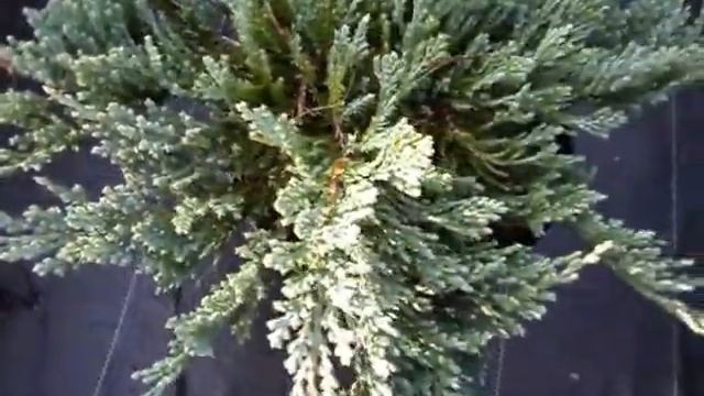 Juniperus horizontalis Blue Chip смотреть онлайн