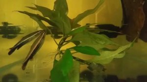 Пецилобрикон (Nannostomus eques)  нерест