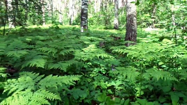 В дремучем Лесу. Огоньки, птички и всё такое. смотреть онлайн