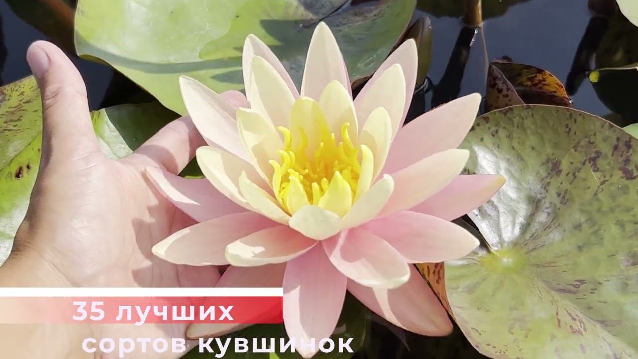 Питомник водных растений