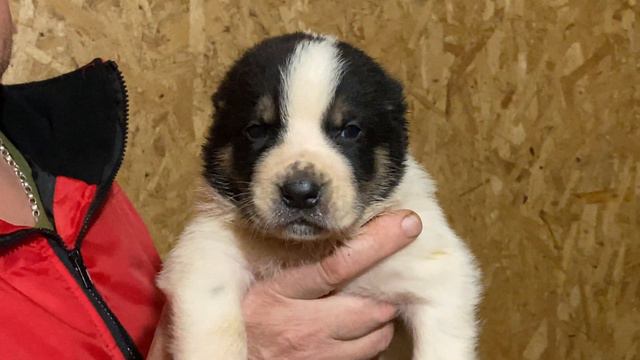 2.Кобель,бело-чёрный туркуз от Огонёк*Батый.Правнук БУЛЬДОЗЕРА,ТОПАЗА.САО/алабай.РКФ/FCI+7915778778 смотреть онлайн