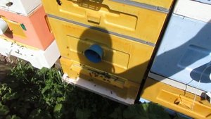 обработка пчел в июне от клеща Варроа пихтовым маслом в 12 рамочном Дадане ( обновление 10.06.2022