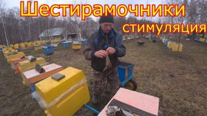 Шестирамочники Карника.  Весенняя стимуляция пчелосемей!