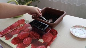 Томат Снегирек. Выращивание в комнатных условиях.