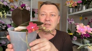 ОРХИДЕЯ ГНИЁТ что делать, орхидеи ПАРФЮМЕРНЫЕ ФАБРИКИ обзор