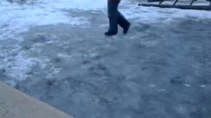 Моя собака . Коротко шёрстный сенбернар