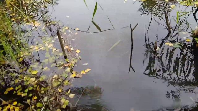 Ловля на вершу осенью!!!!! смотреть онлайн