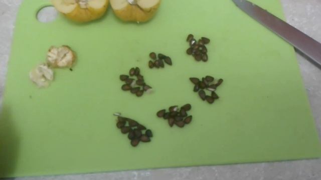 Хеномелес (Айва японская) посев семян, плоды, варенье из айвы рецепт смотреть онлайн