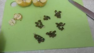 Хеномелес (Айва японская) посев семян, плоды, варенье из айвы рецепт