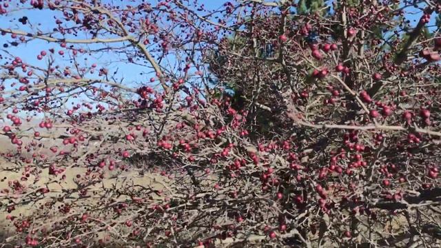 УДОВОЛЬСТВИЕ ! ПРИРОДА ДАРИТ БОГАТСТВО ? ЁЛОЧКИ. СОЛНЕЧНЫЕ ПОЛЯНКИ. РЯДОЧКИ СИНЕЙ НОЖКИ. 2021 смотреть онлайн