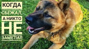 Пес Кубик сбежал, а никто не заметил и не оценил. Сова Ёль всё видела, но никому не сказала